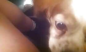 64004 small dog licking