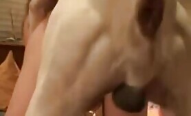 64924 mature hammering pitbull