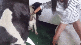 Horse Real cumming inside
