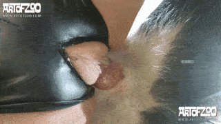 DevoteHuendin - Absolute Pet HD
