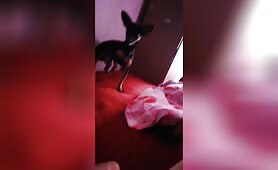 Alissa, playing with her little dog chihuahua fuck