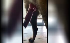 Dog with a big red rocket 3