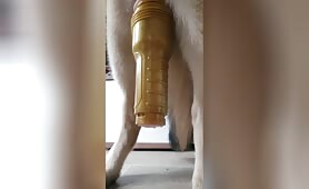 German Shepherd cums into fleshlight 2