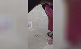 Indian dog cock