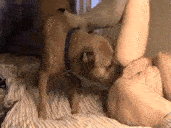 BBW love dogs cocks