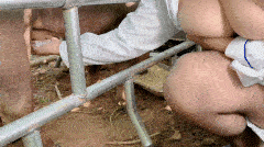 Tusizi - Closer to the nature - Boar semen injection 