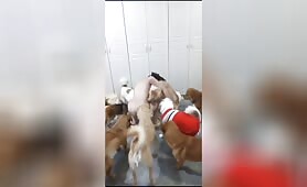 A good boy  Productions - Amateur - 12