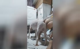 Chrysanthemum morifolium - 秋菊 - Amateur - Chapter 4