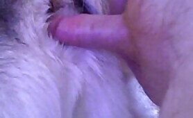 Husky pussy