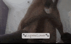 LupineLover - In the rithm - Camila EXCLUSIVE latest releases