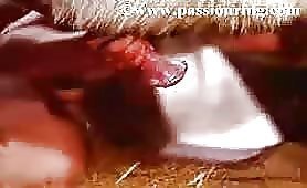 Hard Donkey blowjob